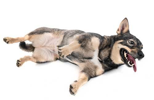 Vallhund sueco bienestar